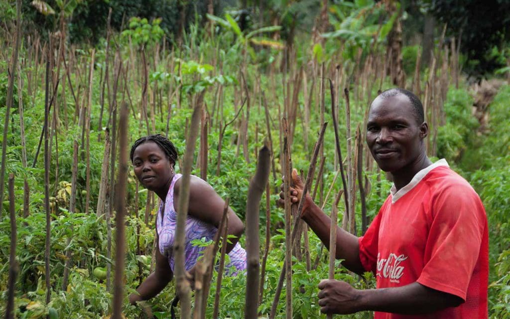 PDSA II – São Tomé e Príncipe
