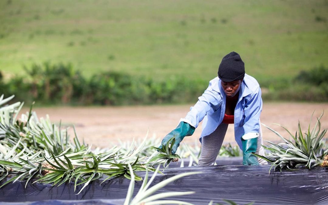Oxfam report takes aim at Ecuadorian and Costa Rican tropical fruit industries