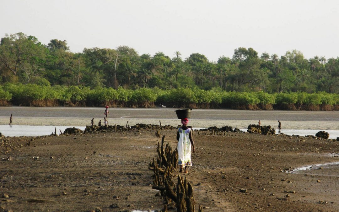 IMVF’s Annual Report is already available