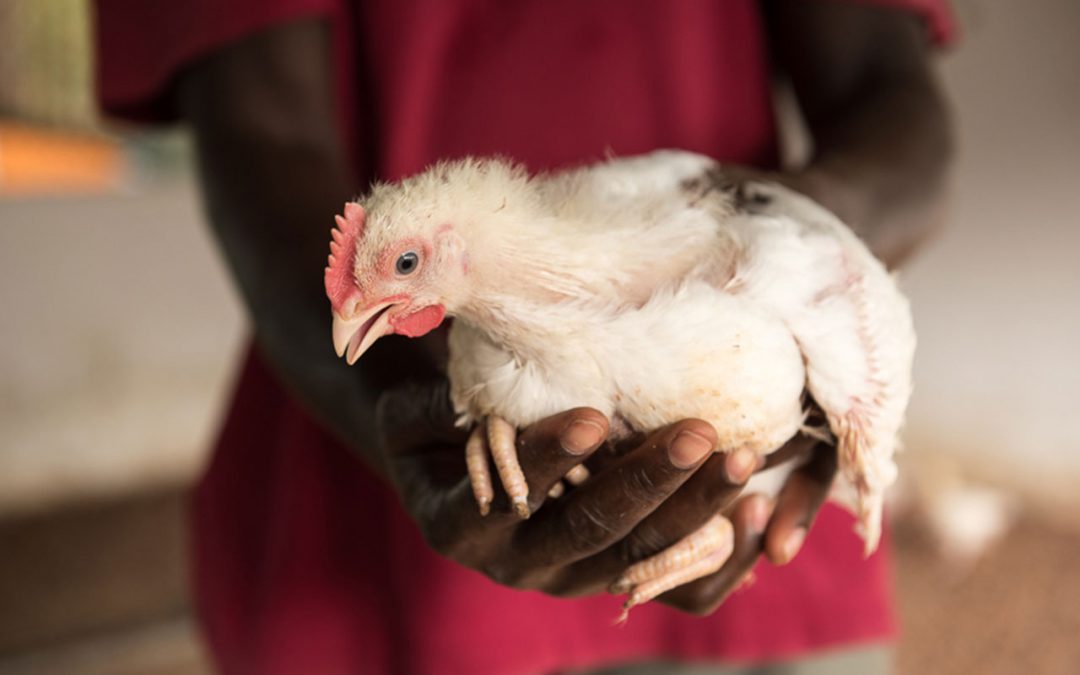 Ianda Guiné! Galinhas