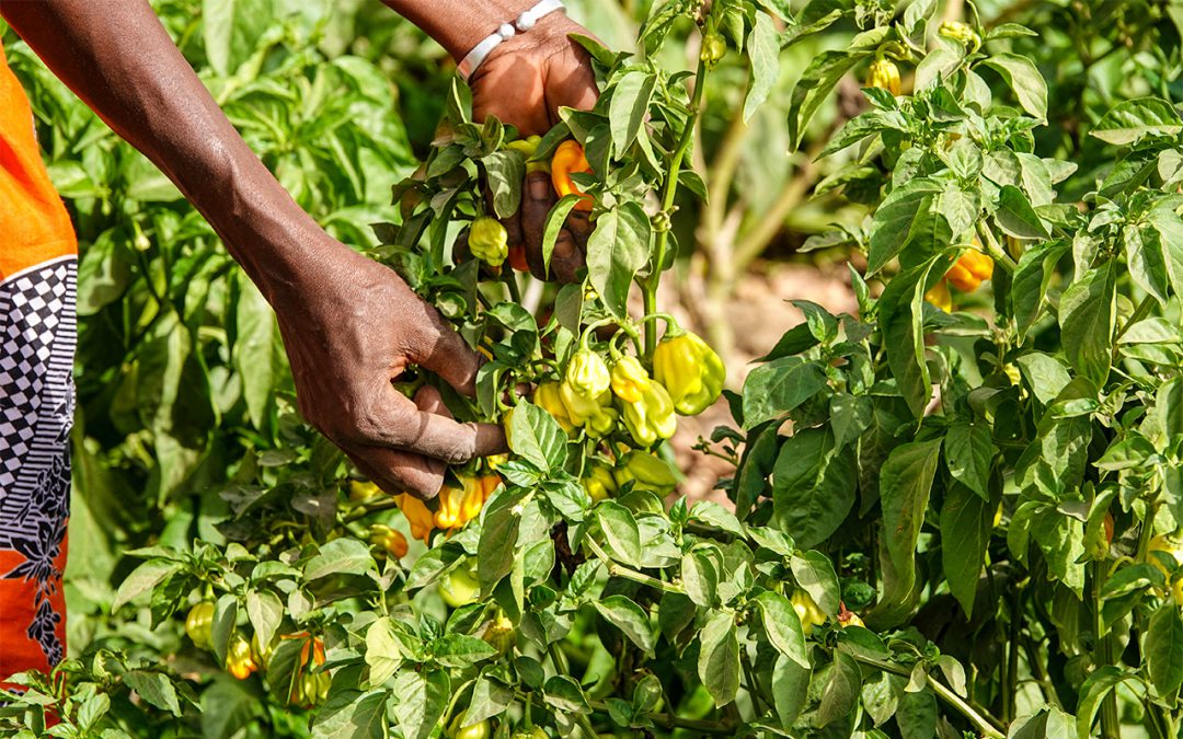 IMVF and ADWAC facilitate market linkages for rural farmers in Nyagen, The Gambia