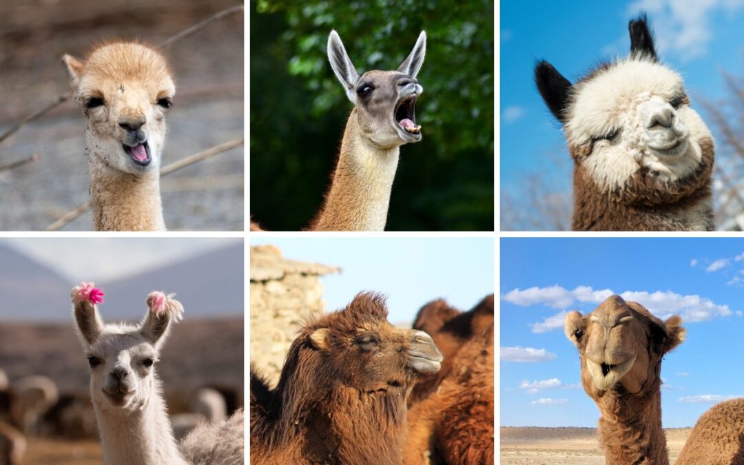 2024, the International Year of Camelids